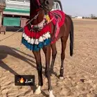 حصان للبيع