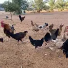 دجاج بياض