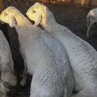 غنم