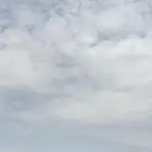 حطب مستورد