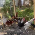 عدد 6 ديوك للبيع