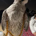 تبع جير