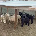 تيوس حريه