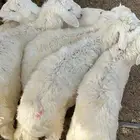 خرفان