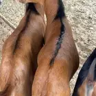 تيوس حص نظيفه و سمينه