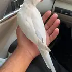 كويكر دايلوت للبيع