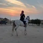 حصان شعبي للبيع