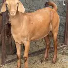 مشروع فحل هجين فاخر