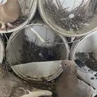 حمام منتج
