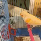 عصفور كناري مغرد بحة جيدة البيع على السوم