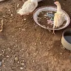 للبيع بطه أنثى