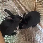 ارانب للبيع منتجه