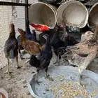 دجاج بلدي