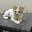قط تبني