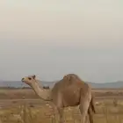 قعود للبيع