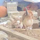 دجاج للييع