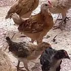 صوص دجاج بلدي