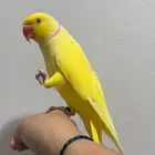 للبيع ذكر دره اليف