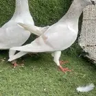 جوزين شفرات