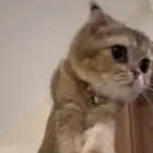 قطة سكوتش فولد قولد للبيع