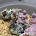 فروخ كروان الوان مميزه وأحجام جامبو ماشاءالله