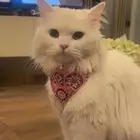قطه للتبني 3 شهور