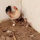 دجاجه مع فروخها