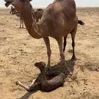 ابل سواحل مراح