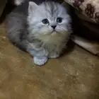 قطط للبيع