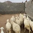 ضان متابيع ودفيع