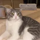 سكوتش ذكر