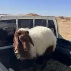 رخله عمرها خمسة شهور على السوم