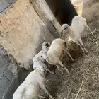 غنم بلدي اموره طيبه