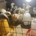 صيصان دجاج