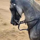 خيل عربي