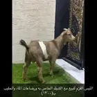 تيس قزم للبيع فالجمش ب 1300