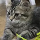 قط صغير