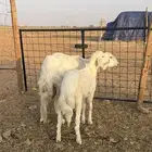 شاة والد خلفه تحتها طلي