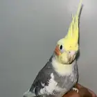ببغاء كروان ذكر