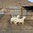 طليان حبص ذبايح طيبه(تم البيع )
