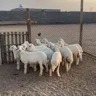 ذبايح هرافي