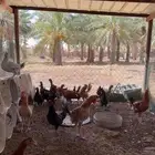 دجاج بياض وديكه