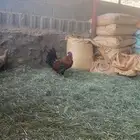 ديك عربي ترثه من القديم