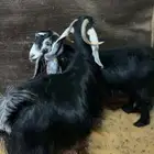 معزا عوارض دفيع كل وحده توأم