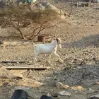 تيس مشروك صنف