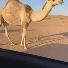 لقحه شقحا