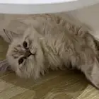 قطوه للبيع