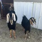 تيس حوا فحل مشروط وعناق حلال قطعه وحده