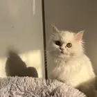 قطه شيرازي طالبه تزاوج