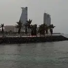 ابي قطوة انثى للتبني بليز
